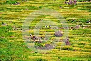 Beautiful PuLuong rice terraces