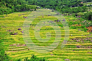 Beautiful PuLuong rice terraces