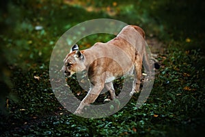 Beautiful Puma in forest. American cougar - mountain lion. Wild cat walks in the forest, scene in the woods. Wildlife