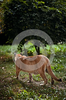 Beautiful Puma in forest. American cougar - mountain lion. Wild cat walks in the forest, scene in the woods. Wildlife