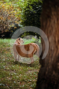 Beautiful Puma in forest. American cougar - mountain lion. Wild cat walks in the forest, scene in the woods. Wildlife