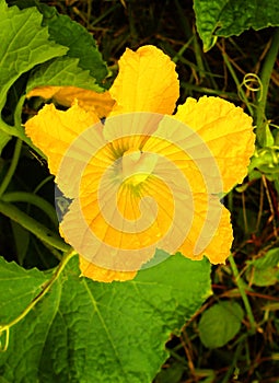 A beautiful pumpkin flower with leaves and veins