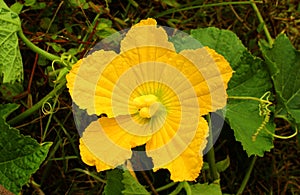 A beautiful pumpkin flower with leaves and veins