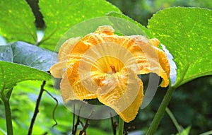 A beautiful pumpkin flower with leaves and veins