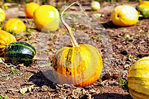 A beautiful pumpkin for Halloween is lying on a pumpkin field among pumpkins in autumn. The concept of thanksgiving and harvest..