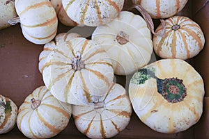 Beautiful pumpkins on display