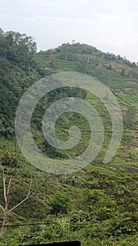 the beautiful Puncak Bogor tea garden