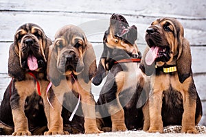 Beautiful puppies Bloodhound on a light background