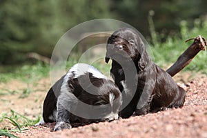 Bellissimo cuccioli da Tedesco quaglia il cane 