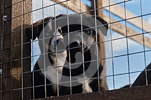 Beautiful puppies littermates. Blue eyed Alaskan Husky puppies sitting in aviary behind net on warm sunny day. Abandoned