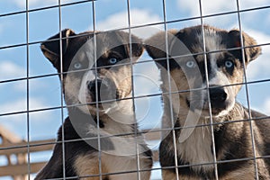 Beautiful puppies littermates. Blue eyed Alaskan Husky puppies sitting in aviary behind net on warm sunny day. Abandoned