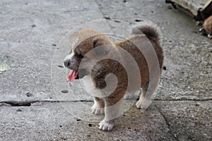 Beautiful puppy of Akita Inu