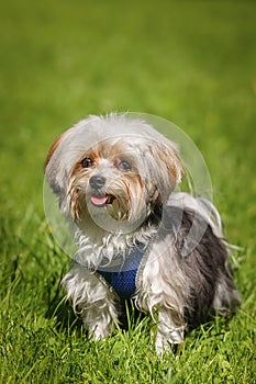 Beautiful puppy of bolognese dog