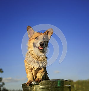 Beautiful puppy dog corgi washes and cools in a metal trough outside in the grass funny stretching out the face and big wet ears