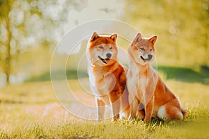 Beautiful puppy and dog sits on the field in colors. Siba Inu Dog