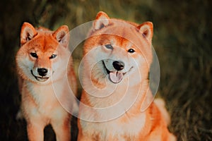 Beautiful puppy and dog sits on the field in colors. Siba Inu Dog