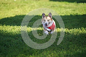 Beautiful puppy dogs a red Corgi runs across the green grass in a summer Sunny garden with his tongue out