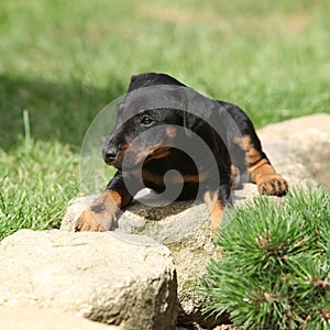 Beautiful puppy of German Hunting Terrier