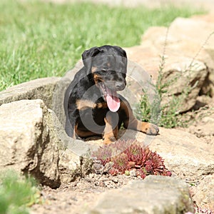 Beautiful puppy of German Hunting Terrier