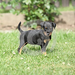 Beautiful puppy of German Hunting Terrier