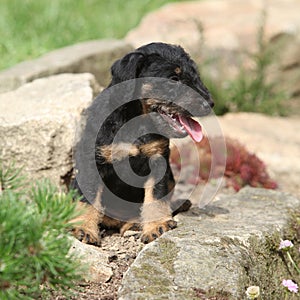 Beautiful puppy of German Hunting Terrier