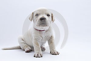 A white puppy photo