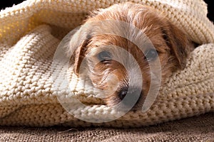 Beautiful puppy lying on a cozy knitted sweater