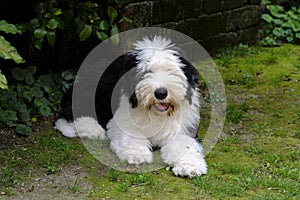 Beautiful puppy of old english sheepdog