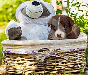 A beautiful puppy sits in a basket with toys in the park in the green grass.
