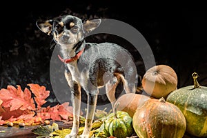 Beautiful puppy sitting in front of a bunch of pumpkins
