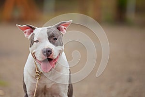 Beautiful puppy of Stafford breed