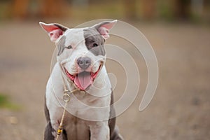 Beautiful puppy of Stafford breed