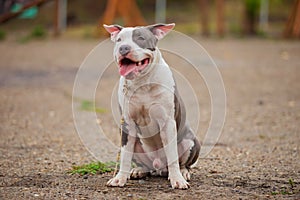 Beautiful puppy of Stafford breed