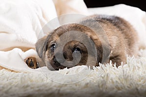 A beautiful puppy on a white blanket