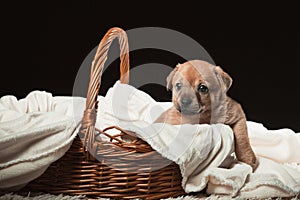 A beautiful puppy in a wicker basket on a white blanket. Studio photo on a black background