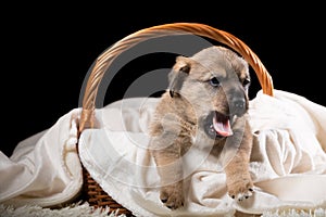 A beautiful puppy in a wicker basket on a white blanket. Studio photo on a black background
