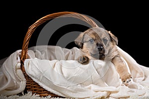 A beautiful puppy in a wicker basket on a white blanket. Studio photo on a black background