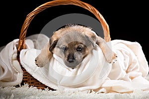 A beautiful puppy in a wicker basket on a white blanket. Studio photo on a black background