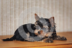 Beautiful puppy Yorkshire terrier dog at home