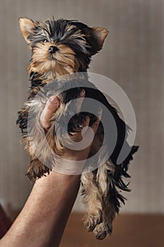 Beautiful puppy Yorkshire terrier dog at home