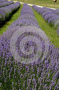 Beautiful puprle lavender rows on a field