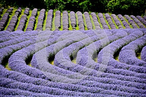 Beautiful puprle lavender rows on a field