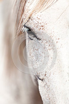 Beautiful pura raza espanola pre andalusian horse