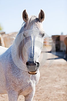 Beautiful pura raza espanola pre andalusian horse photo