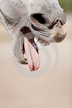 Beautiful pura raza espanola pre andalusian horse photo