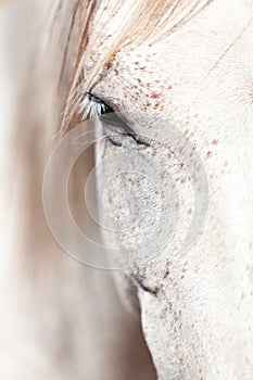 Hermoso andaluz un caballo 