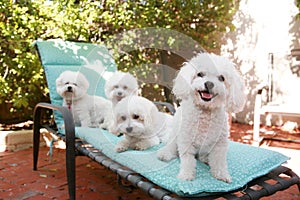 Beautiful pure breed bichon frise dogs smile as they pose for their portrait while out side on a lounge chair