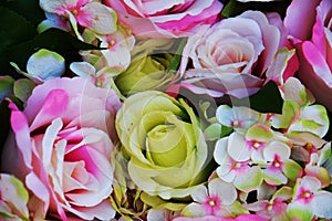 Pink yellow roses and green leaves flowers, close up