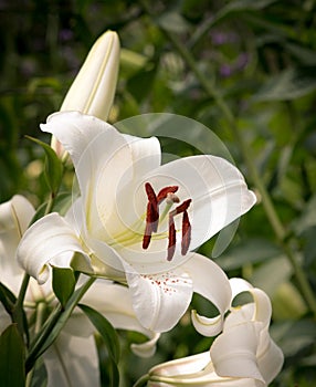 Casa Blanca White Oriental Lily photo