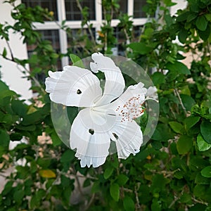 Pure White Flower